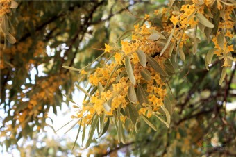 “旅游日”遇上第五届沙枣花香节，闻着花香游古渡!